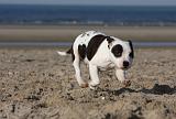 STAFFIE 241